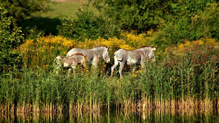 Fot. Ogród Zoologiczny w Poznaniu