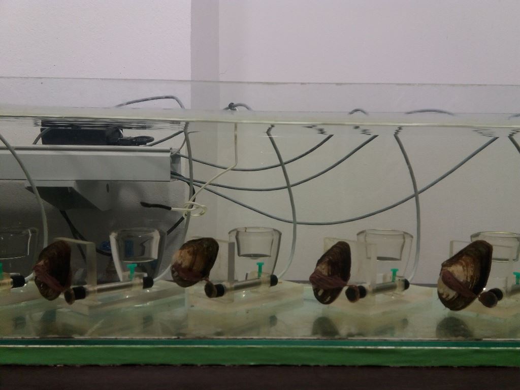 Małże wykorzystywane do monitorowania czystości wody w Stacji Uzdatniania Wody w Mosinie, fot. J. Gładysiak - grafika artykułu