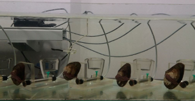 Małże wykorzystywane do monitorowania czystości wody w Stacji Uzdatniania Wody w Mosinie, fot. J. Gładysiak