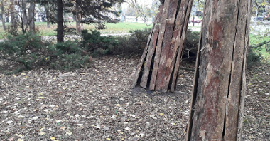 Drzewo w belkowaniu ochronnym, Fot. Biuletyn Miejski