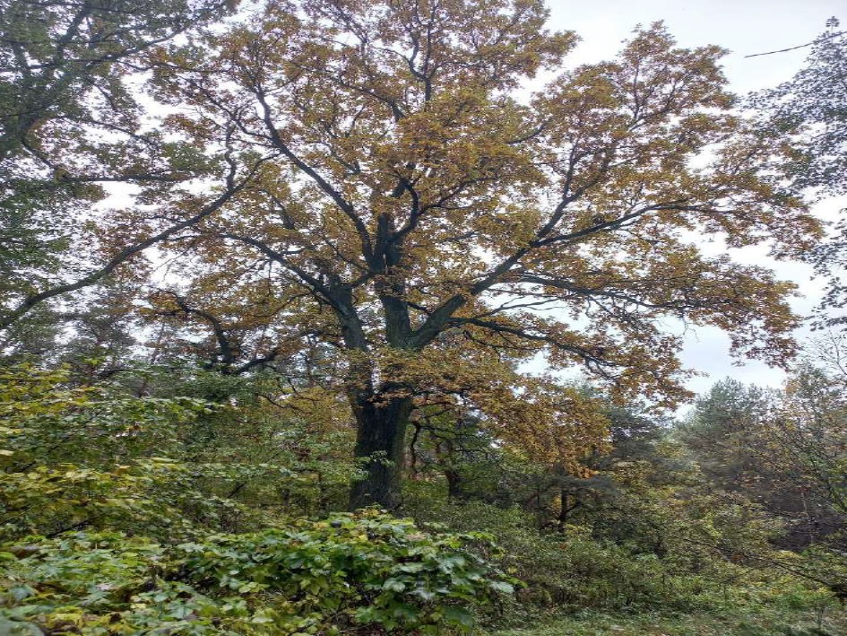 Drzewo liściaste o rozłożystej koronie, w dole niska roślinność i krzewy - grafika artykułu