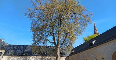 wysokie drzewo rosnące na dziedzińcy Centrum Kultury Zamek