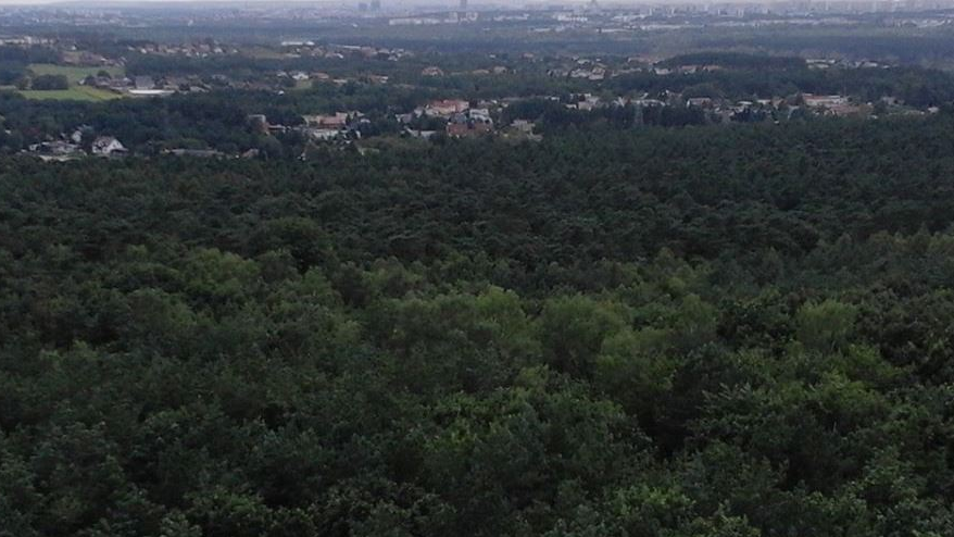 Widok z wieży na Dziewiczej Górze, fot. Mateusz Malinowski
