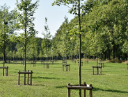 116 dębów pamięci