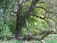 Apel o ustanowienie pomnika przyrody