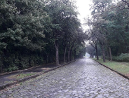 Będą nowe drzewa na ul. Jordana