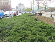 Będzie skwer Ireny Sendlerowej