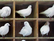 Bonifikata dla Związku Hodowców Gołębi