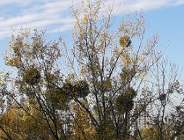 Chronić drzewa przed jemiołą