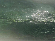 Czystość jeziora Malta