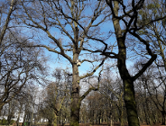 Dąb "Cytadelowców Poznańskich"