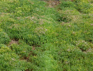 Dendrologika czyli...