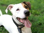 Dla naszych braci mniejszych