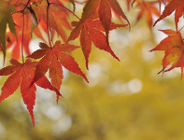 Do Botanika od ul. Botanicznej?