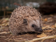 Dokąd tupta nocą jeż?