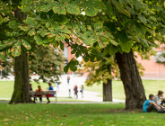 Drzewa w parku Dąbrowskiego