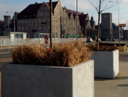 Drzewa z Kaponiery trafią do chłodni