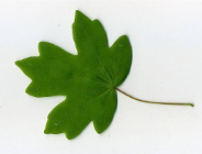 Dwanaście nowych drzew