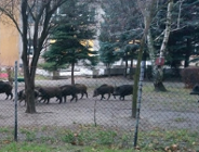 Dzik jest dziki, nie jest zły!