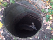 Eko Patrol uratował sarnę