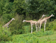 Ekologiczna energia dla ZOO! Czy to się uda?