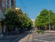 Ekosystemowa wartość drzew