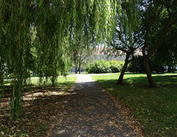 fragment skweru, zieleń wysoka i niska, asfaltowa ścieżka