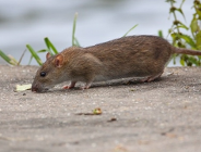 Gryzonie na placu Cyryla Ratajskiego