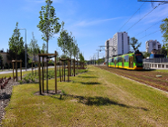 II etap trasy Naramowickiej a drzewa