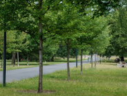 Ile drzew zostało wyciętych?