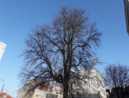 Interpelacja w sprawie kasztanowca