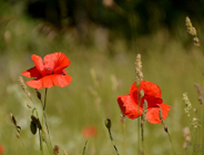 Interwencja i odpowiedź