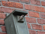 Jak dokarmiać ptaki