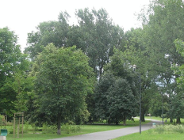 Janina Czarnecka zamiast JPII?