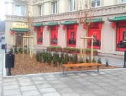 Już jest więcej zieleni na Starym Mieście