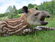 Konkurs fotograficzny "Zwierzaki poznańskiego zoo"
