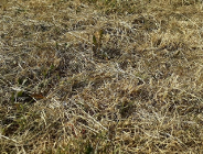 Kosić czy nie kosić?