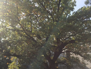 "Krzysztof" przejdzie pielęgnację