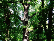 Które drzewa zostaną pomnikami przyrody?