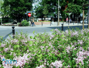 Kwitną nowe lilaki na ul. Dąbrowskiego