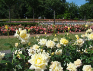 Kwitną róże w rosarium