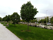 Kwitnące rododendrony