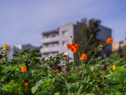 Łąki kwietne nie w pasie drogowym