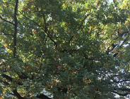 Najstarszy mieszkaniec Wildy ma 300 lat