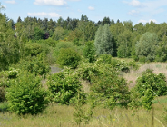 Nasadzenia zastępcze