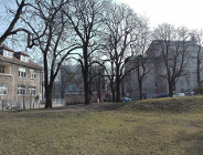 Nie dla wycinki drzew