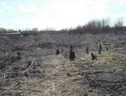 Nie wiadomo, ile wycięto drzew