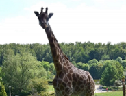 Nie żyje żyrafa Dobrawka