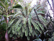 Noc z cyborganicznymi roślinami