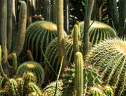 Nocne zwiedzanie Palmiarni